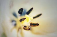 Flora and Fauna