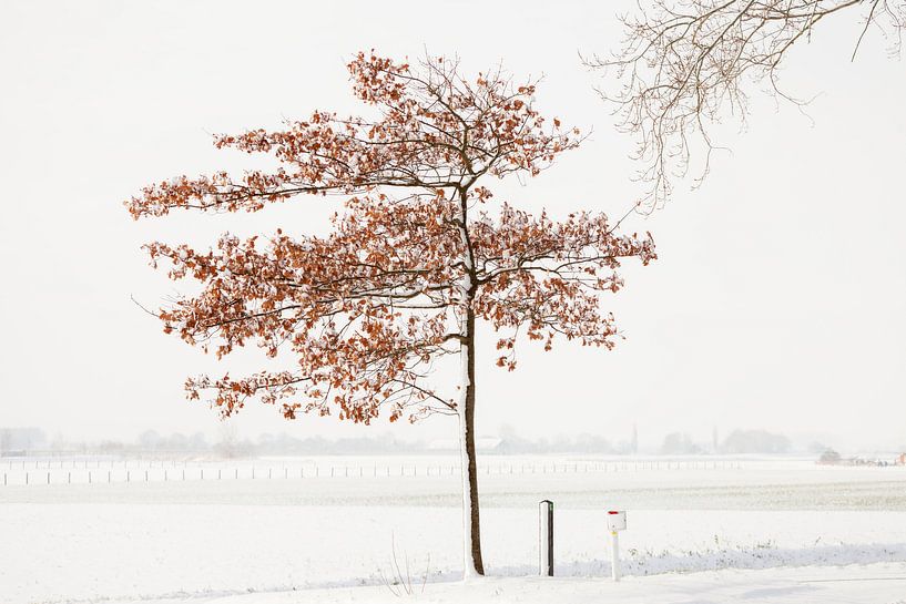 Winter in den Niederlanden von Frank Peters