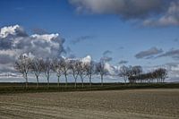Bomenrij in de polder Koudenhoek bij Goedereede.