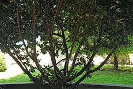 Chilling in the shade at lunchtime