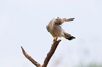 Kestrel making a bow