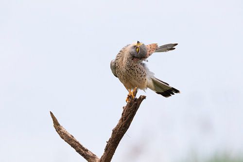 Kestrel fait un arc