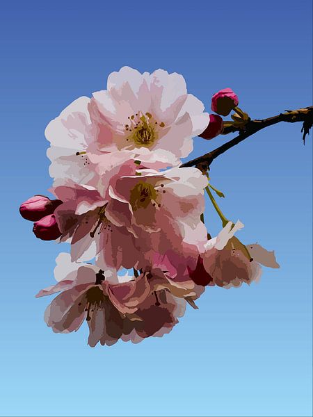 Japanse kers van Domstad Rudie