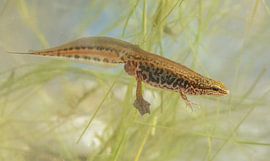 Teichsalamander von Arne Moons