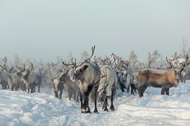 Winter Reindeer Herd by Patrik Minar