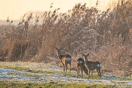 Roe deer on the edge of a reed area in the Weerribben-Wieden by Sjoerd van der Wal Photography