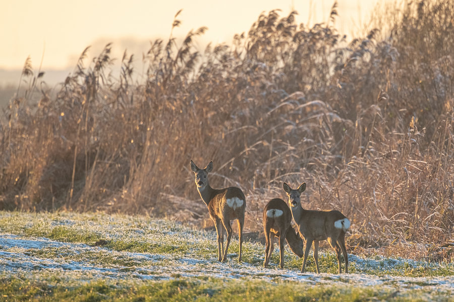 Reeën aan de rand van een rietgebied in de Weerribben-Wieden van Sjoerd ...