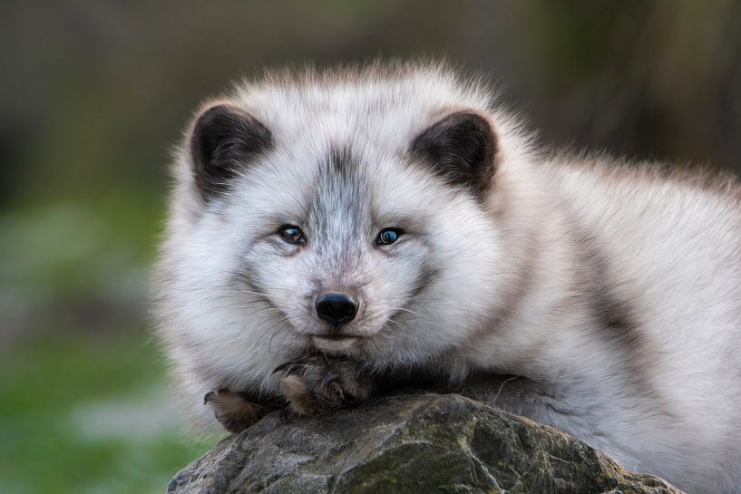 Porträt eines Polarfuchses von Chi