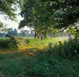 Holland, landscape in summer in Holland at sunrise by Frans Rombout