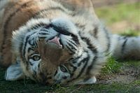Siberische tijger onderste boven