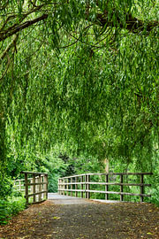 City park: a bridge to tranquillity with a weeping willow by eric van der eijk