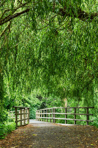 City park: a bridge to tranquillity with a weeping willow by eric van der eijk