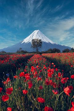 Berg Fuji met vrienden van Alexander Dorn