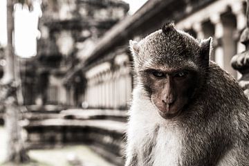 Een boze aap voor een tempel in Cambodja van Robin Evers