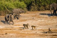 Olifanten en bavianen in Chobe NP