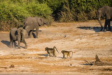 Olifanten en bavianen in Chobe NP van Henri Kok
