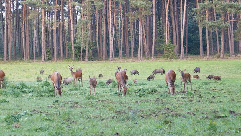 Herten, Zwijnen von Gijs van Veldhuizen