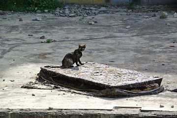 Zwerfkat / stray cat van Monique ter Keurs