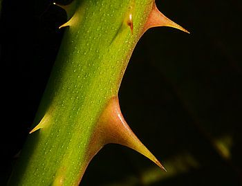 every rose has its thorn