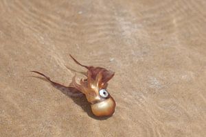 Tintenfisch vor der Küste von Con Son (Vietnam)