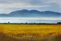 Morning fog