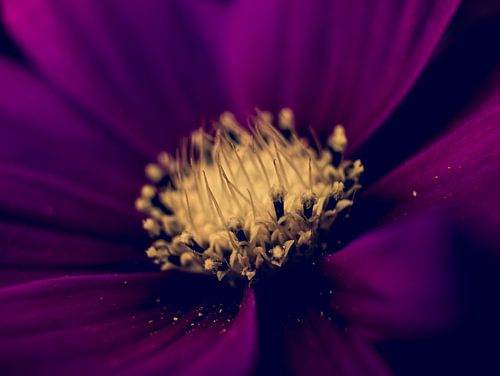 Bordeaux Rode Bloem Close-up Macro Fotografie