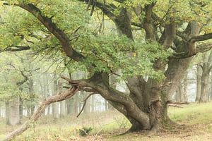 September Mist
