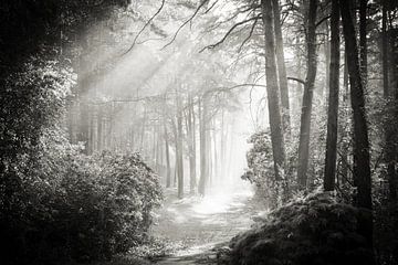 Into the Forest - Nr. 2 von Dorit Fuhg