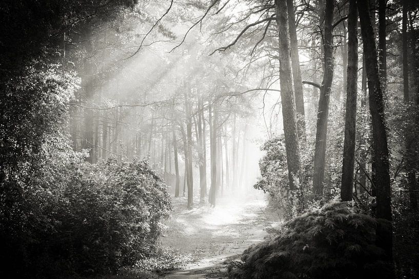 Into the Forest - Nr. 2 van Dorit Fuhg