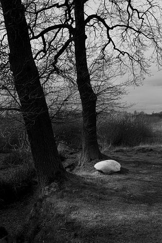A white boulder among the shadows