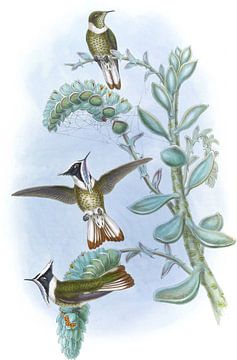 Blue-throated helm-crest, John Gould van Hummingbirds