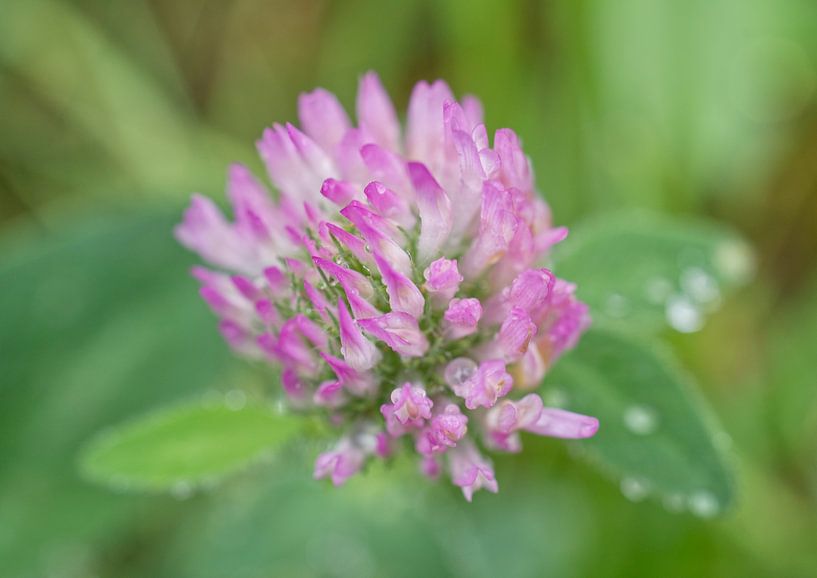 Pink Clover Flower after Rain by Iris Holzer Richardson