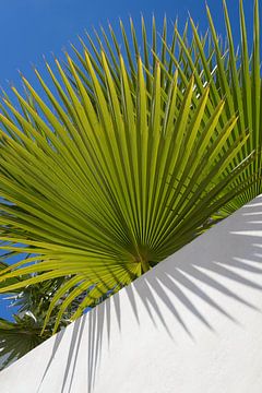 Feuilles de palmier, ciel bleu et mur blanc 2