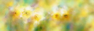 Narzissen in einem Lichtschleier – Panorama eines Blumenfeldes