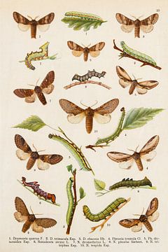 Antiker Teller von ca. 1910 mit Schmetterlingen und Raupen von Studio Wunderkammer