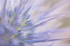 Pastel : Un morceau de chardon sur Marjolijn van den Berg