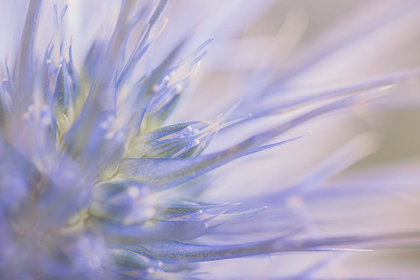 Pastel : Un morceau de chardon par Marjolijn van den Berg