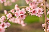 Tak met roze bloesem brengt het voorjaar in huis van Marijke van Eijkeren thumbnail