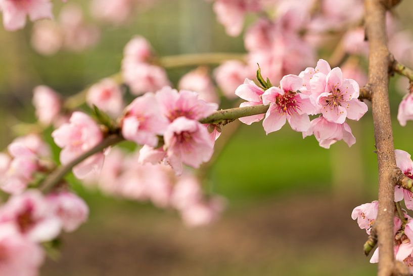 Tak met roze bloesem brengt het voorjaar in huis van Marijke van Eijkeren
