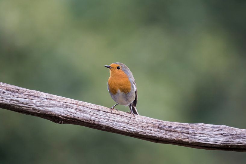 Roodborst op tak van Tanja van Beuningen