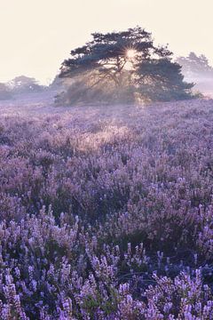 Zonsopkomst op de Brunssumerheide – Mystieke ochtend met bloeiende heide en dennenboom van Rolf Schnepp