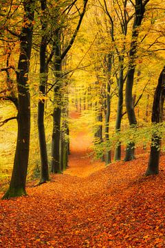 Een herfsttafereel op de posbank in Drenthe van Sugar_bee_photography