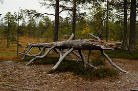 Fulufjället National Park in Sweden