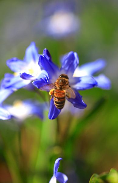 Charming scilla by Thomas Jäger
