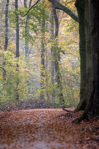 Herbstbild von Sebastian Stef