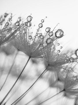 Noir et blanc : Gouttes d'eau sur un pissenlit sur Marjolijn van den Berg