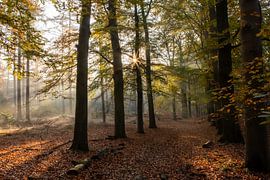Rayons de soleil forêt d'automne