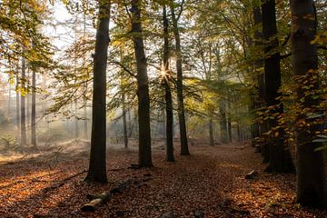 Sonnenstrahlen Herbstwald von Peter Haastrecht, van