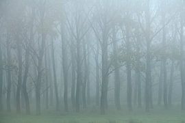 Ein schöner nebliger Morgen im Vierten Bergboezem bei Breda. von Jos Pannekoek