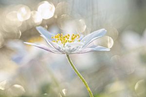 Bosanemoon met bokeh, foto 4 van Caroline van der Vecht